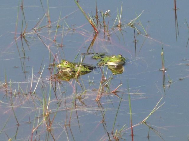 2011HWK 033.jpg